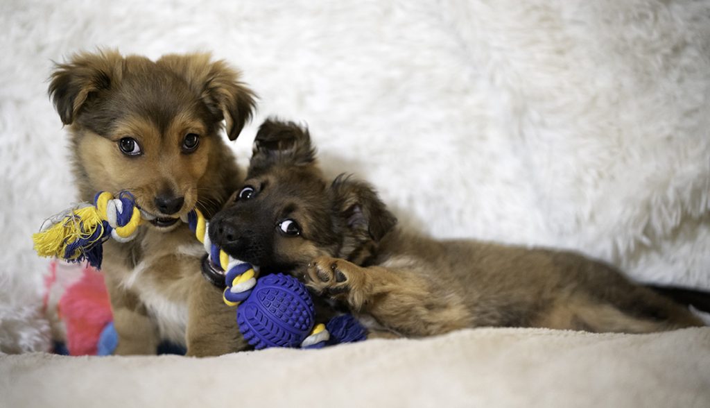 Affordable Fun for Your Pup