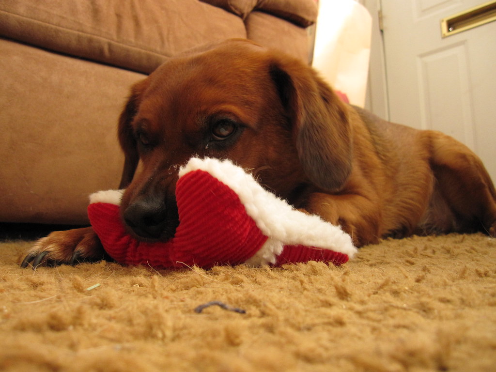 Squeaky toys have long been a favorite among dogs
