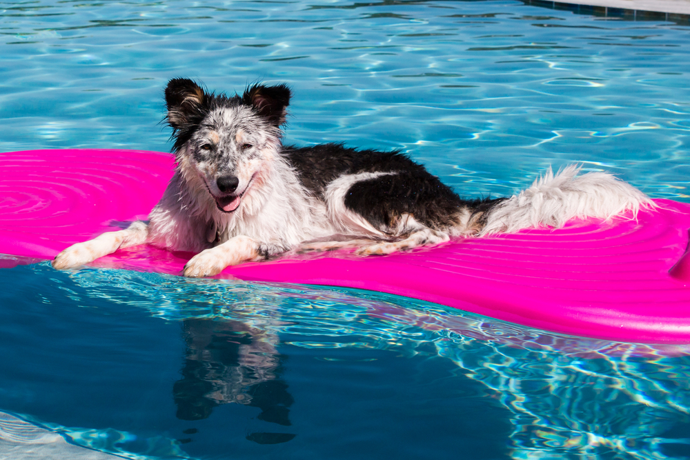 The Best Water Toys for Dogs