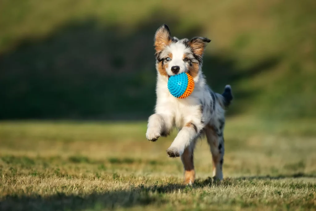 The Importance of Dental Health Toys for Your Dog