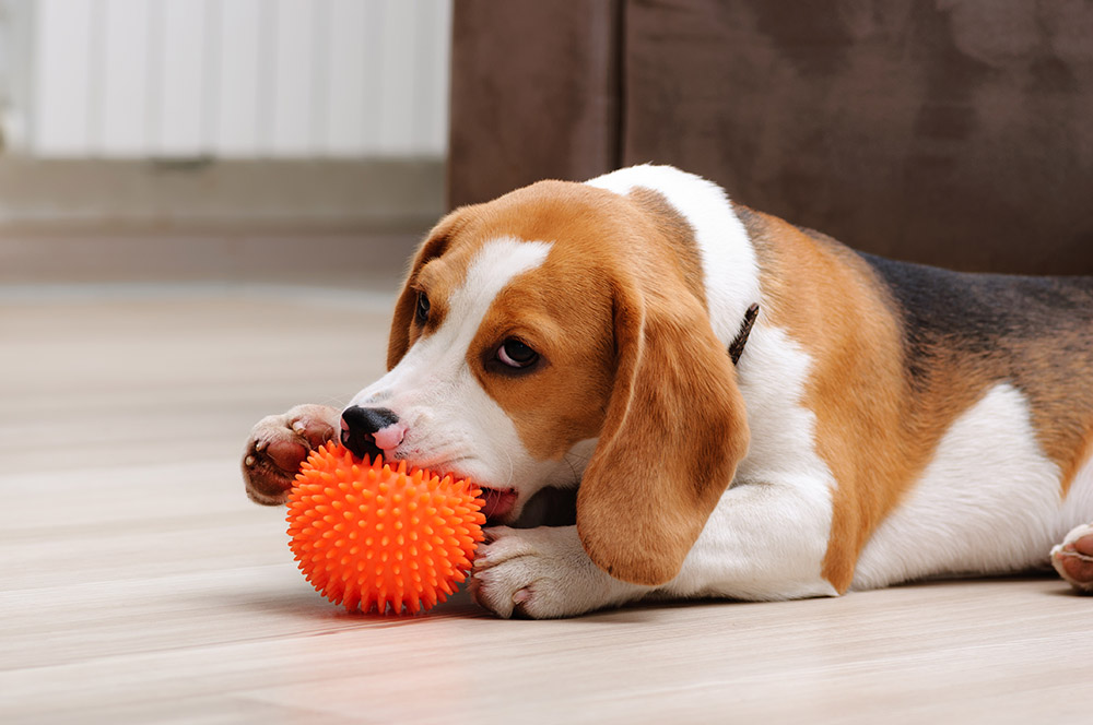 The Ultimate Guide to Balls and Frisbees for Dogs