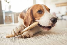 The Ultimate Guide to Choosing the Best Chew Toys for Your Dog