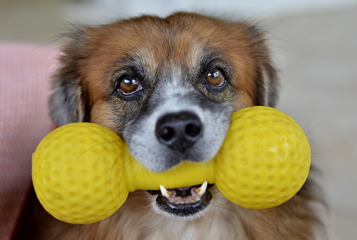 The Ultimate Guide to Fetch and Outdoor Toys for Dogs