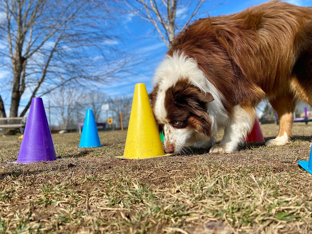 The Ultimate Guide to Puzzle Feeders for Dogs