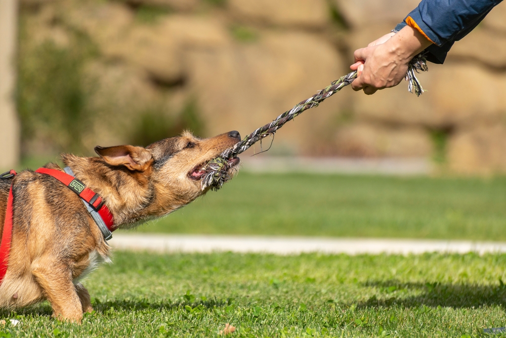 The Ultimate Guide to Tug-of-War Ropes for Dogs