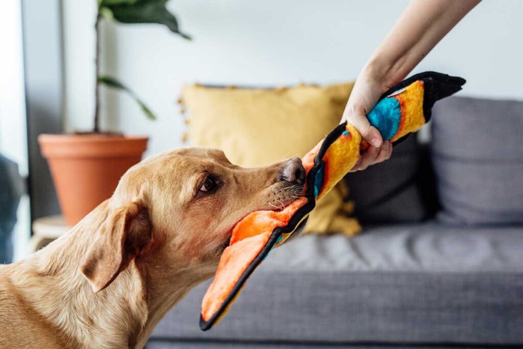 best indestructible chew toys for puppies