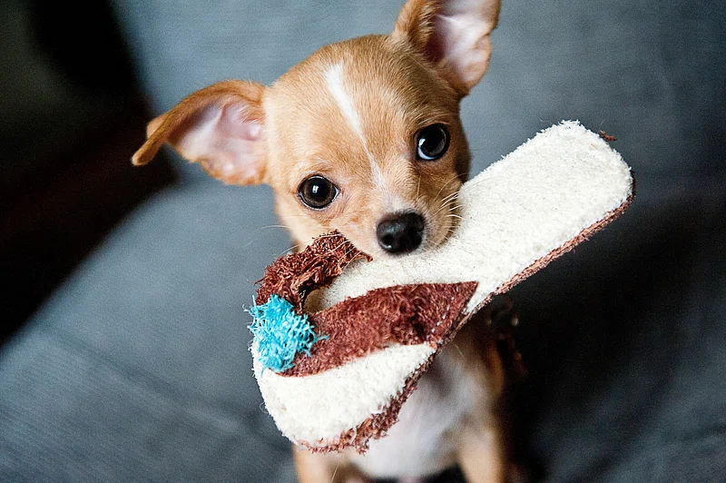 Best Dog Toys for Aggressive Chewers