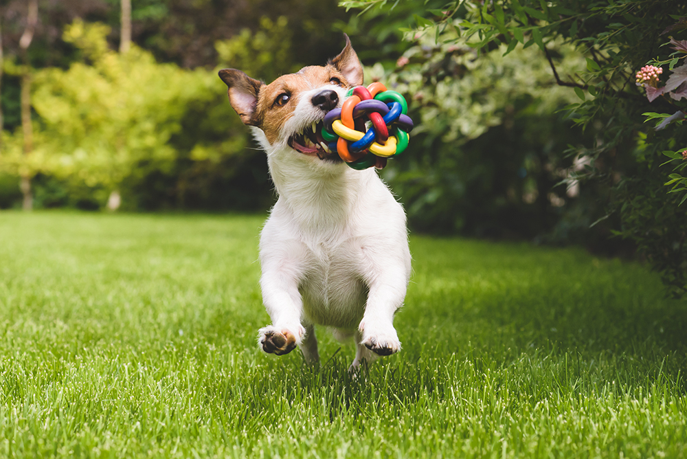 eco-friendly dog toys