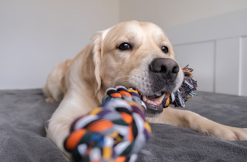 best chew toys for puppies