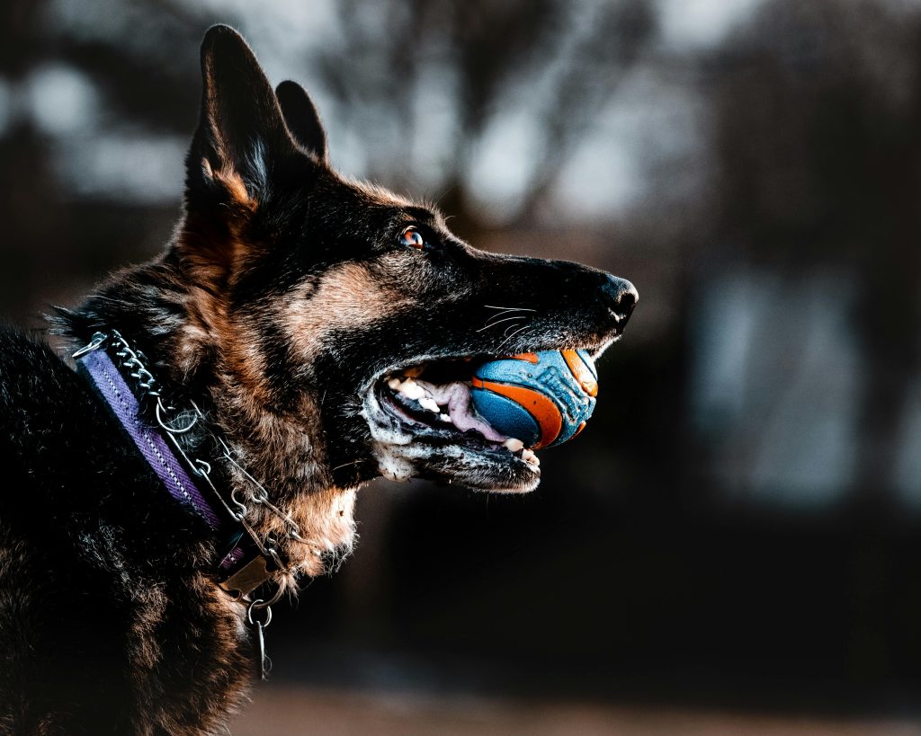 Dog Balls and Frisbees