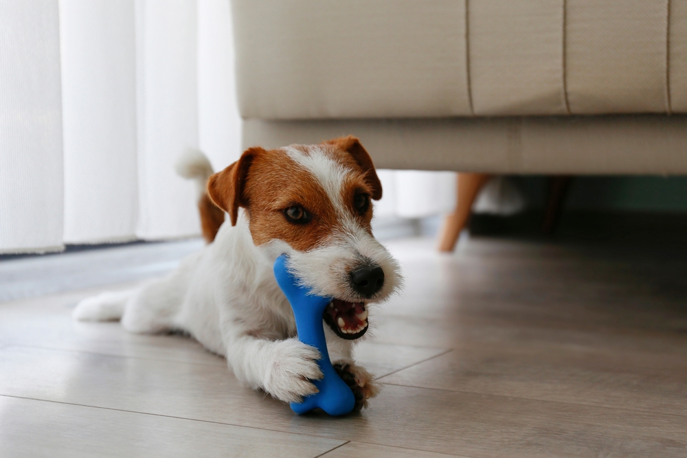 safe chew toys for puppies