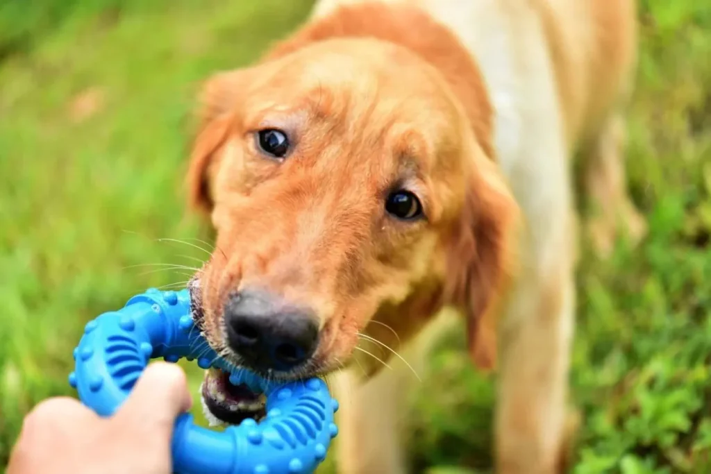 Best Teething Toys for Puppies