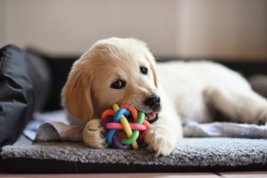Ease your puppy's teething pain with our top picks for safe, non-toxic chew toys. Includes tips and treat-dispensing options! 🐶 #PuppyTeething