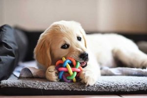How to Choose the Right Toys for Your Dog | Small Door Veterinary