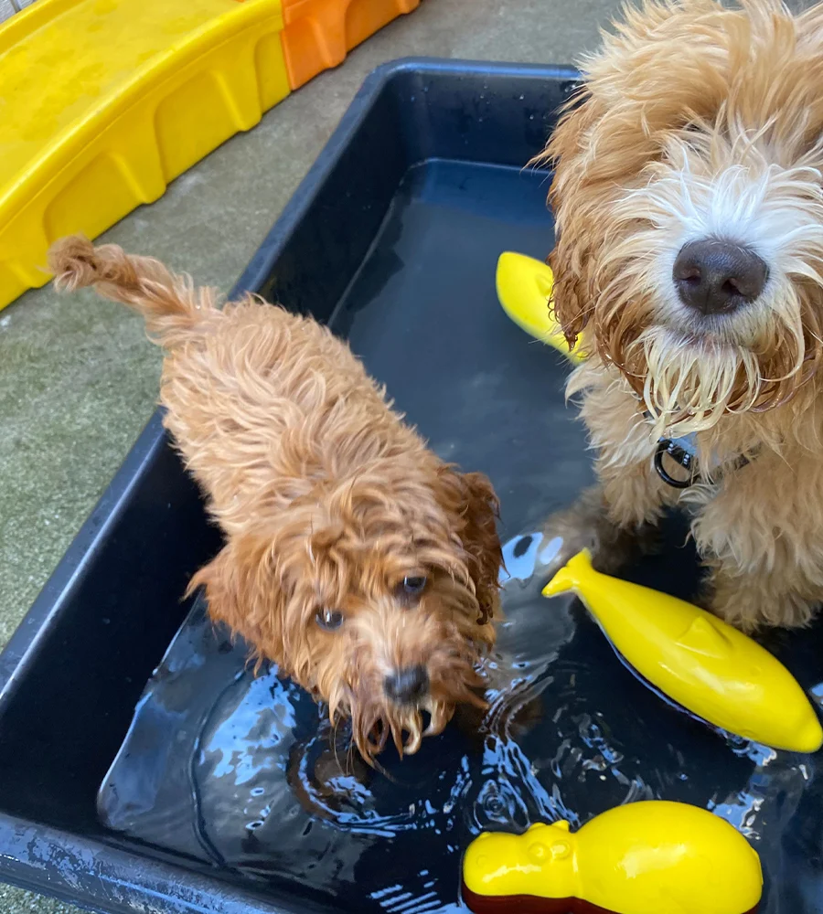 The Ultimate Guide to Water Toys for Dogs