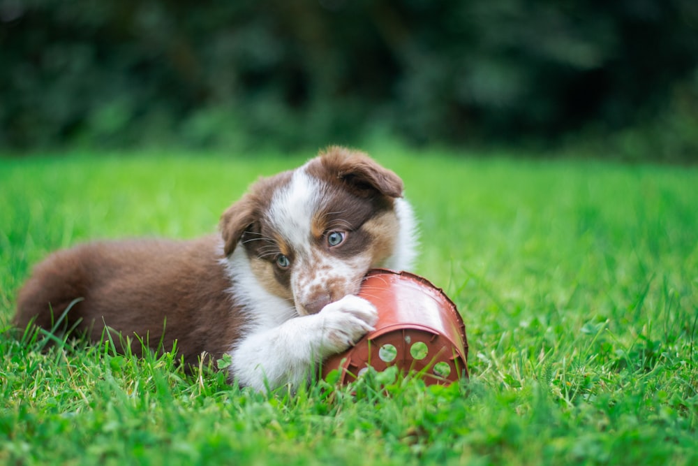 best teething toys for puppies