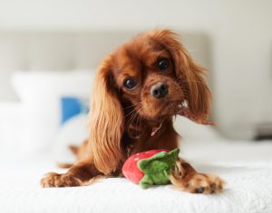 non toxic dog toys